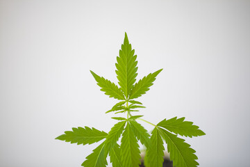 green leaves and stem young cannabis plant. medical marijuana cultivation