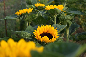Sunflower field