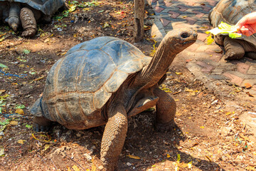Person hand feeding aldabra giant tortoise on Prison island, Zanzibar in Tanzania