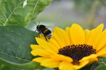 Sunflower with flying bumblebee