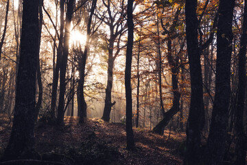 Photography of forests in autumn. In this case forests in the mist, in Salcedillo in the Palencia Mountain
