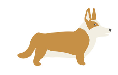 Corgi on white background. Print with brown dog. Adorable animal for T-shirt. 
