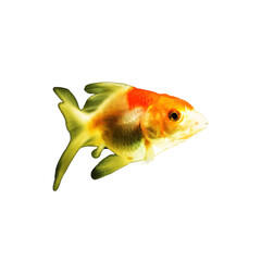 goldfish design with transparent background is very beautiful