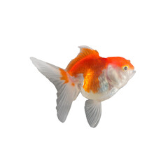 goldfish design with transparent background is very beautiful