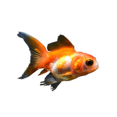 goldfish design with transparent background is very beautiful