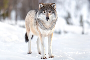 Fototapeta premium Portrait of Eurasian wolf on snow during sunny day in the forest