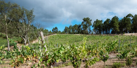 Vineyards with red wine grapes in wine region, Portugal Europe