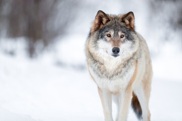 Fototapeta premium Eurasian wolf looking away in a white winter landscape