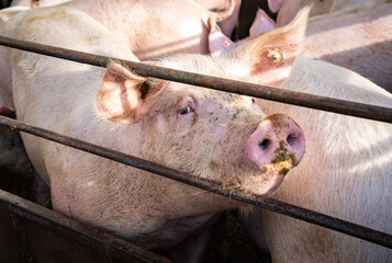 Schweinehaltung - Schweine im Offenstall, die Sonne scheint den Schweine auf die Borsten.