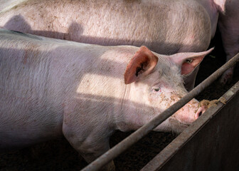 Schweinehaltung - Schweine im Offenstall, die Sonne scheint den Schweine auf die Borsten.