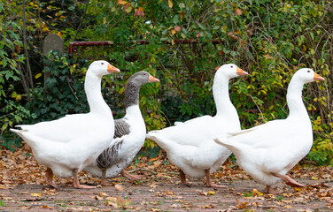 Obraz premium Freilaufende Gänse auf einem Hof.