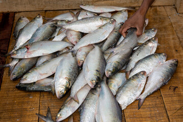 Hilsa shad