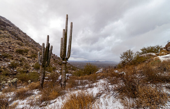 Snow Dusted Saguaro Cactus In North Scottsdale AZ © Ray Redstone