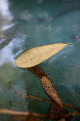 Oak leaf frozen in ice on pond