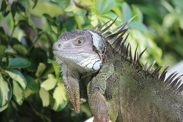 iguana 
