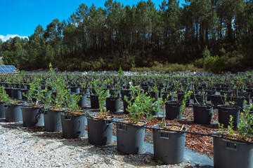 Many blueberry row, agro plastic pots,organic growing, summer harvesting in Portugal