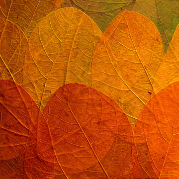 Pressed and dried autumn leaves closeup background in