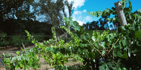 Fototapeta na wymiar Vineyards with red wine grapes in wine region, Portugal Europe