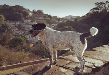 Photo of a dog at famous historical city of Ouro Preto Minas Gerais, on a bright sunny day light afternoon.