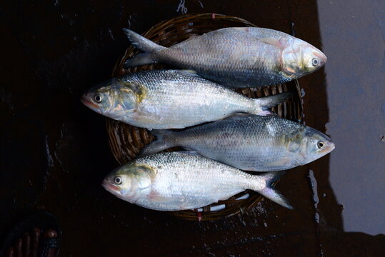 Hilsa shad