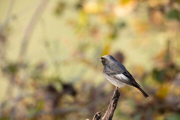 The black redstart (Phoenicurus ochruros) is a small passerine bird