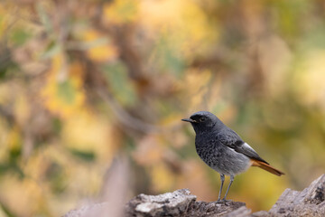 The black redstart (Phoenicurus ochruros) is a small passerine bird