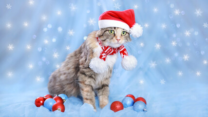 Cat in a Santa Claus hat on a blue  background. Christmas Cat with Christmas decoration. Greeting card. Christmas and New year background with Cat in a Xmas red hat. Winter holiday postcard. Snowflake