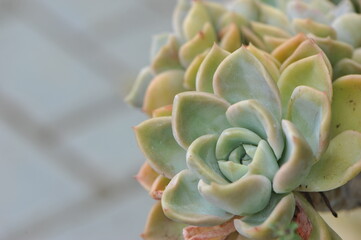 planta linda ornamental detalhe macro fotografia de natureza 