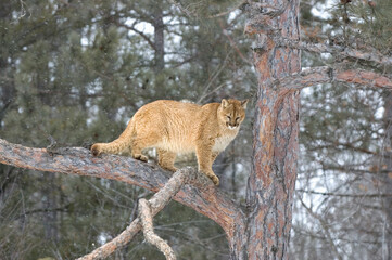 Mountain lion in tree winter