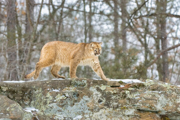 Cougar walking on rock edege