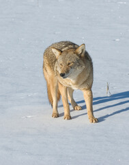 Coyote in winter sunshone