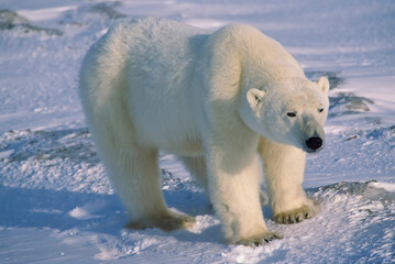 Obraz na płótnie Canvas Closeup of male polar bear