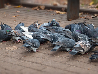 Pigeons eat scattered food. Pigeon feeding. City birds. Selective focus