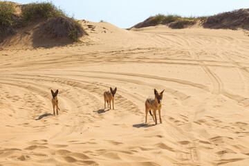Jackals in the dunes of the Namib Desert, Swakopmund, Namibia.