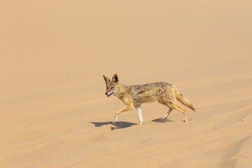 Jackals in the dunes of the Namib Desert, Swakopmund, Namibia.