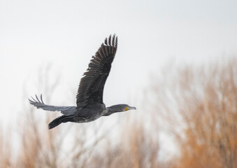 vulture in flight