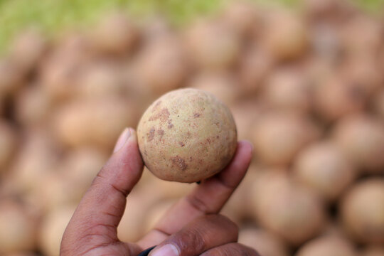 Delicious ripe Safeda fruits (Sapodilla) arranged for sale