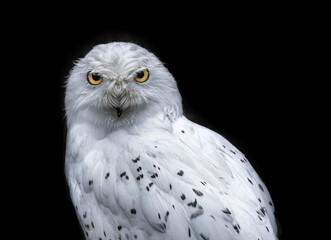 great grey owl