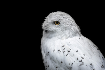 great owl