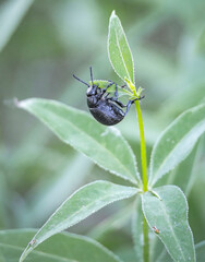 Naklejka premium spider on a leaf