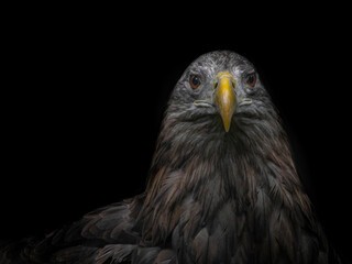 portrait of a vulture