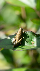 Algunos los confunden con los grillos, pero los saltamontes conforman un grupo de insectos diferentes. Pertenecen a la clase insecta, al orden orthoptera y al suborden caelifera. 