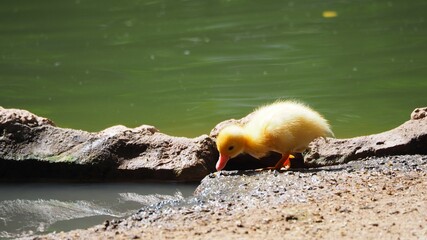 un pequeño explorado, polluelo de pato de plumas de color amarillo, patas amarillas y pico rosa,...