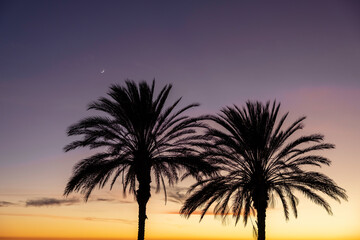 palm trees at sunset, silhouette of tree on sunset