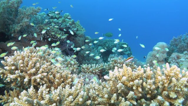 Underwater landscape - Beautiful underwater coral reef