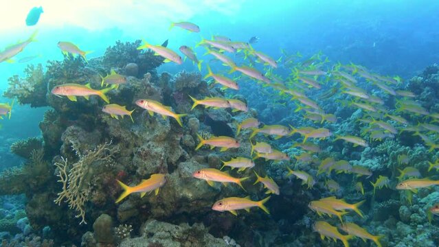 Nature underwater - Tropical fish shoal in a cora reef