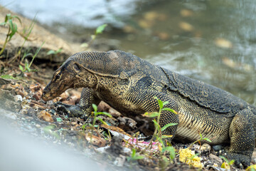 Monitor lizard (Varanus) on the hunt