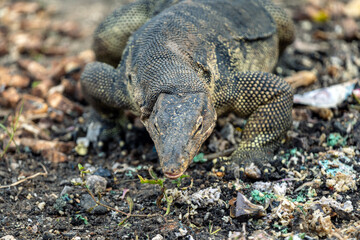 Monitor lizard (Varanus) on the hunt