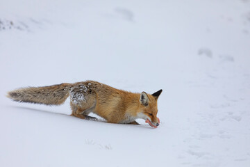 Fototapeta premium Red Fox in the Winter Season Photo, Palandoken Mountain Erzurum, Turkey