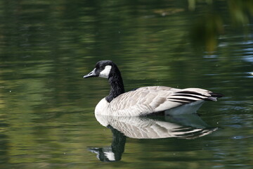 Canadian Goose at a migratory pond